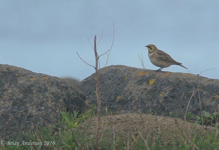 ShoreLark