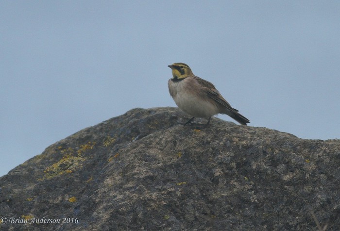 Shorelark