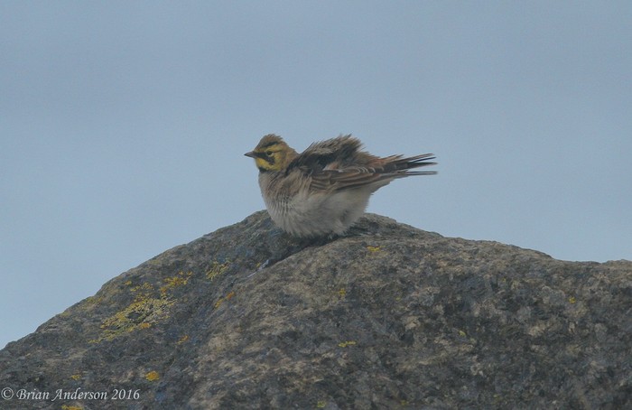 Shorelark