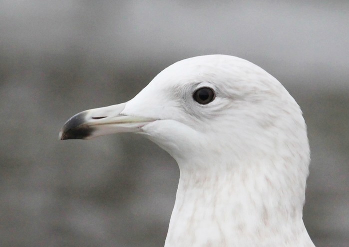 Iceland Gull