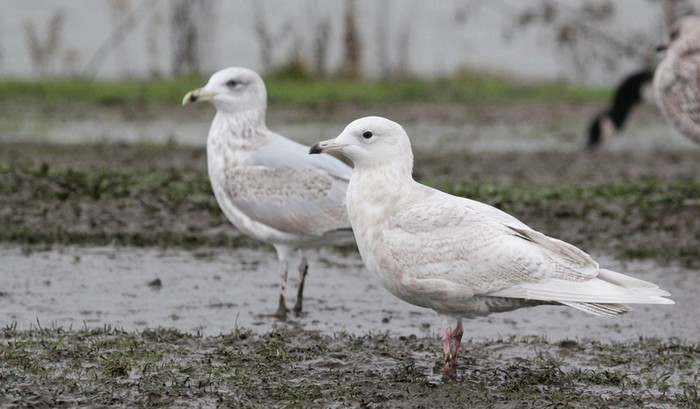 Iceland Gull