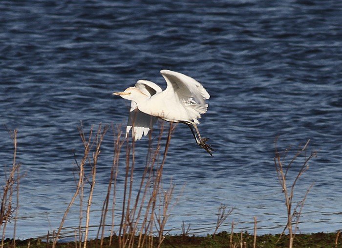 Cattle Egret
