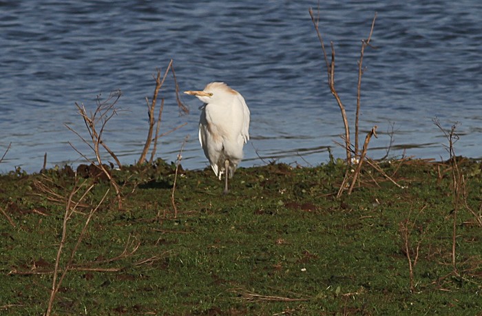Cattle Egret