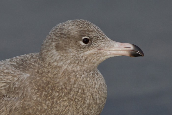 Glaucous Gull