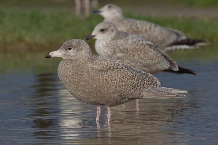 Glaucous Gull