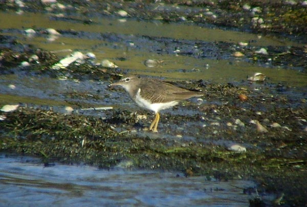Spotted Sandpiper