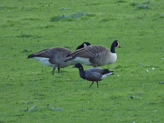 Dark-bellied Brent Goose