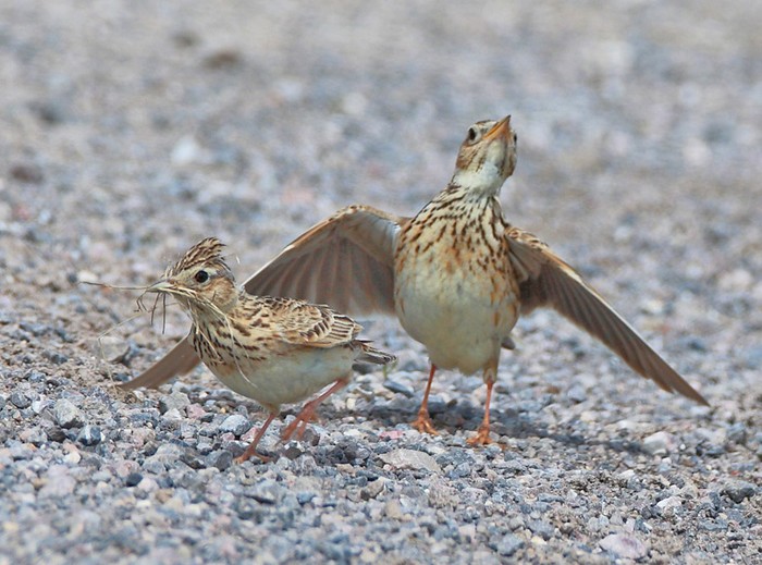 Skylark