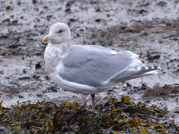Glaucous-winged Gull