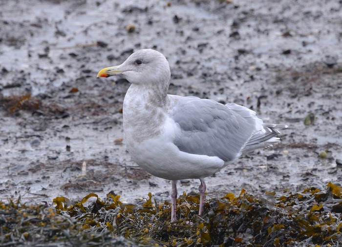 Glaucous-winged Gull