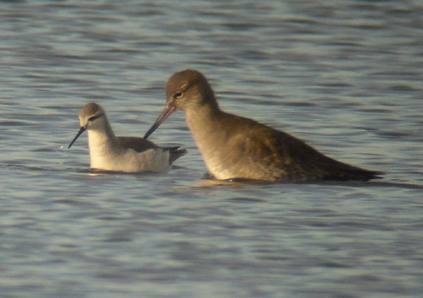 Wilson's Phalarope
