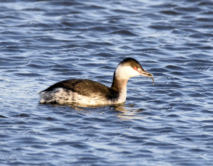 Slavonian Grebe