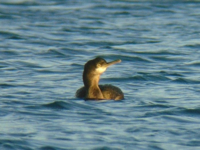 Shag