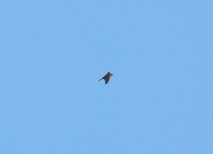 Lapland Bunting