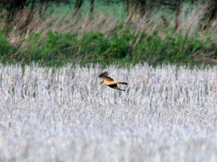 Pallid Harrier