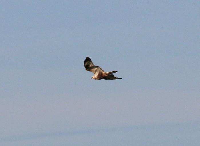 Rough-legged Buzzard
