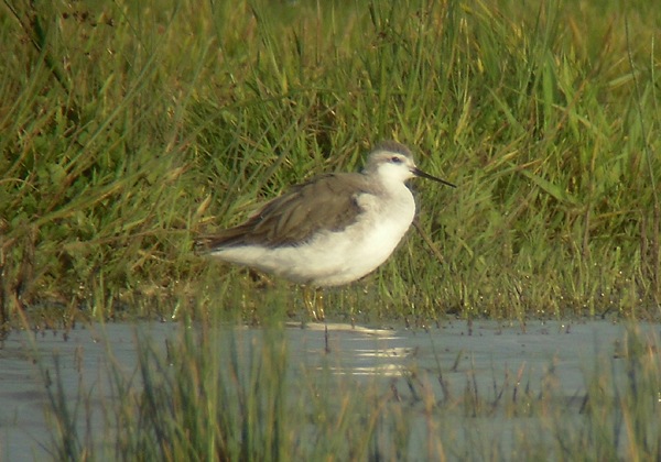 Wilson's Phalarope