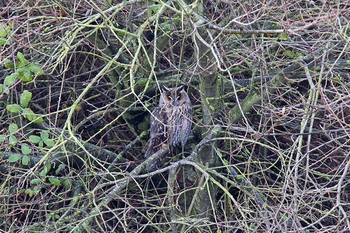 Long-eared Owl