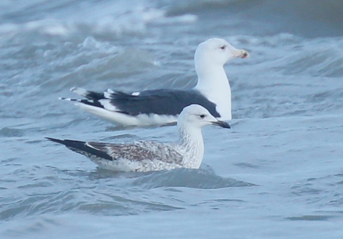Caspian Gull