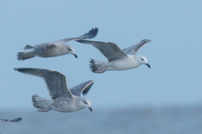 Caspian Gull
