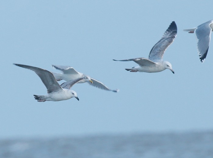 Caspian Gull