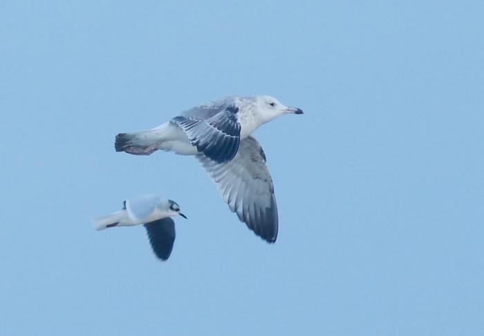 Caspian Gull
