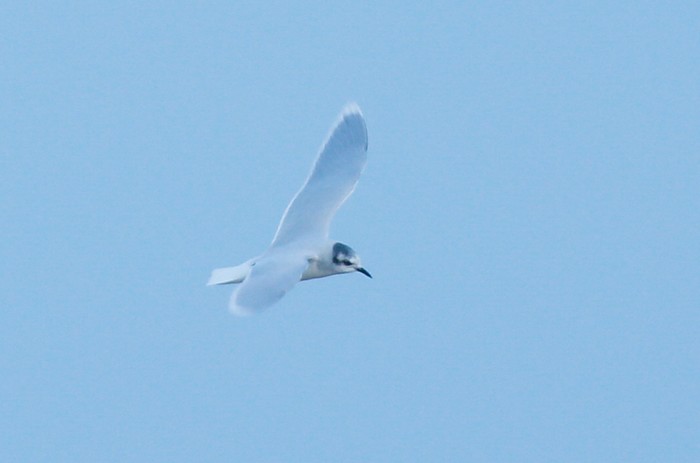 Little Gull