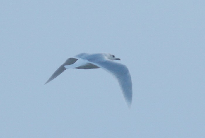 Iceland Gull