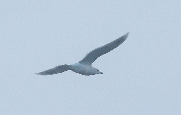 Iceland Gull