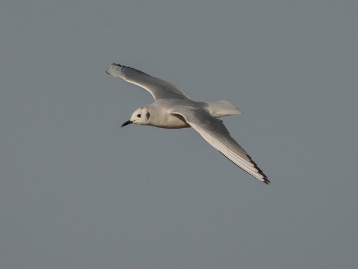 Bonaparte's Gull