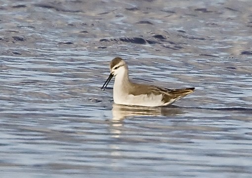 Wilson's Phalarope