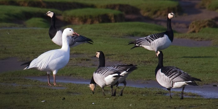 Snow Goose