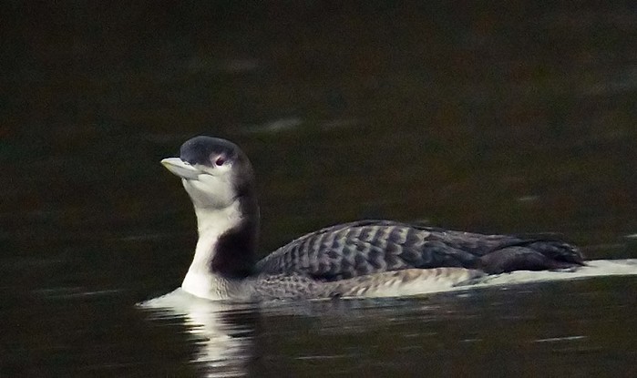 Great Northern Diver