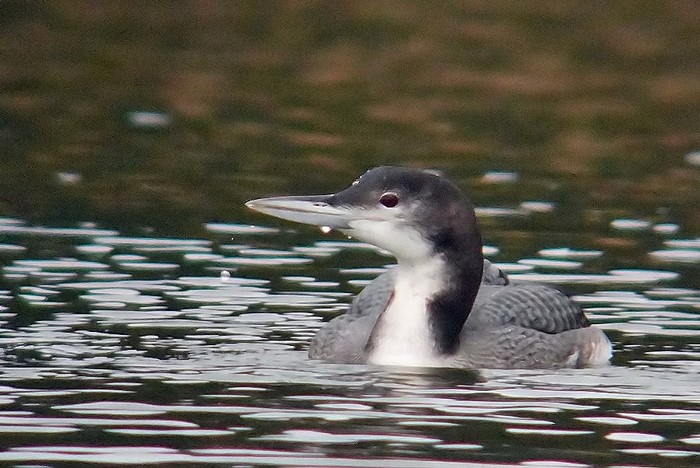 Great Northern Diver