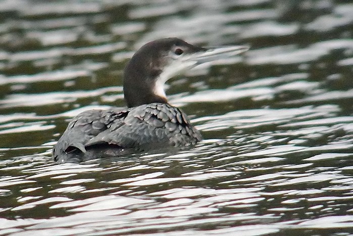 Great Northern Diver