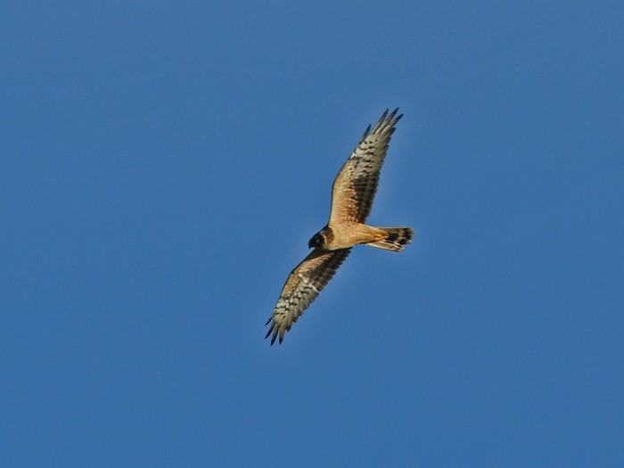 Pallid Harrier