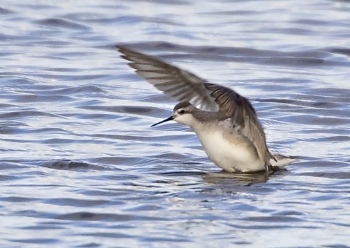 Wilson's Phalarope