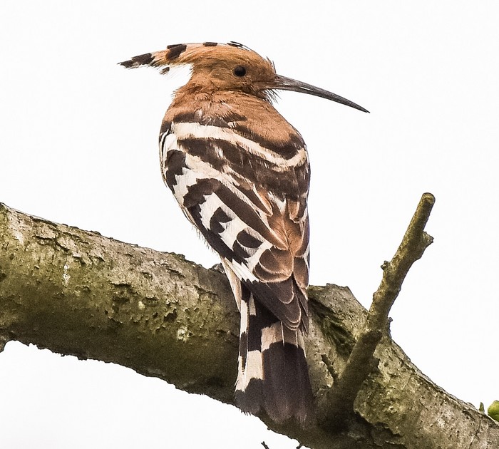 Hoopoe