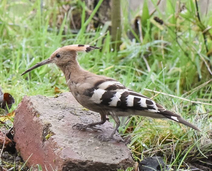 Hoopoe