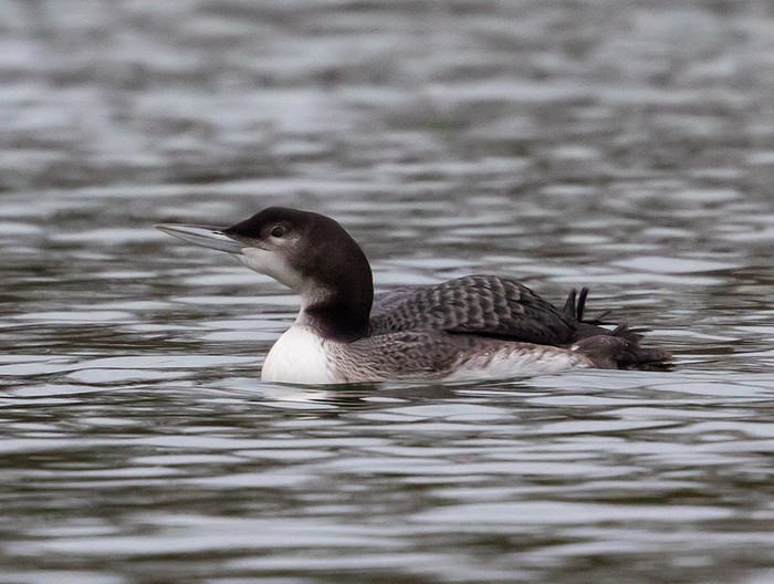 Great Northern Diver