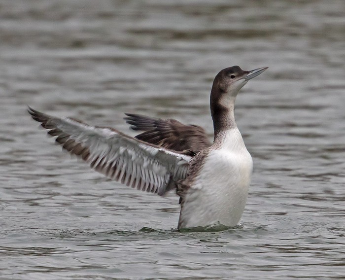 Great Northern Diver