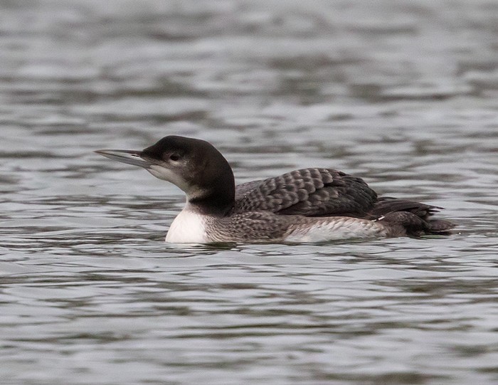 Great Northern Diver