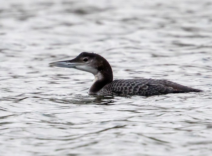 Great Northern Diver