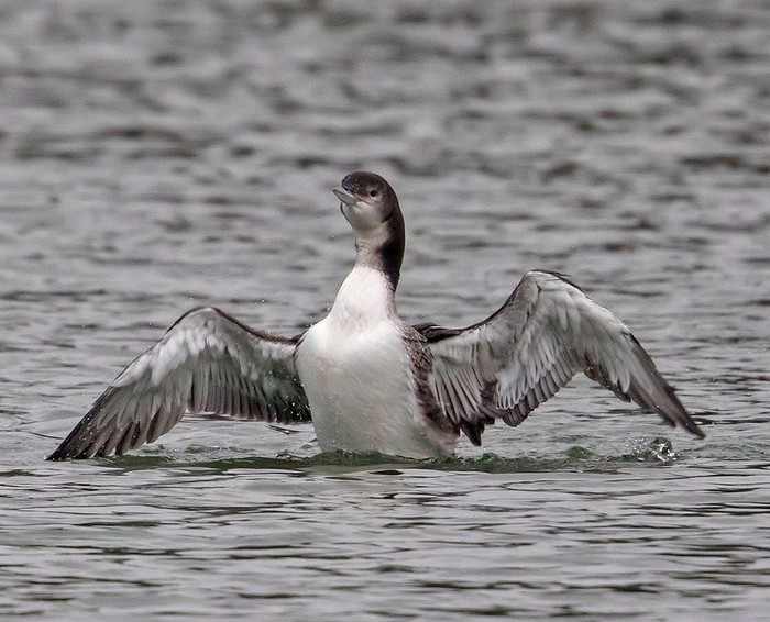 Great Northern Diver