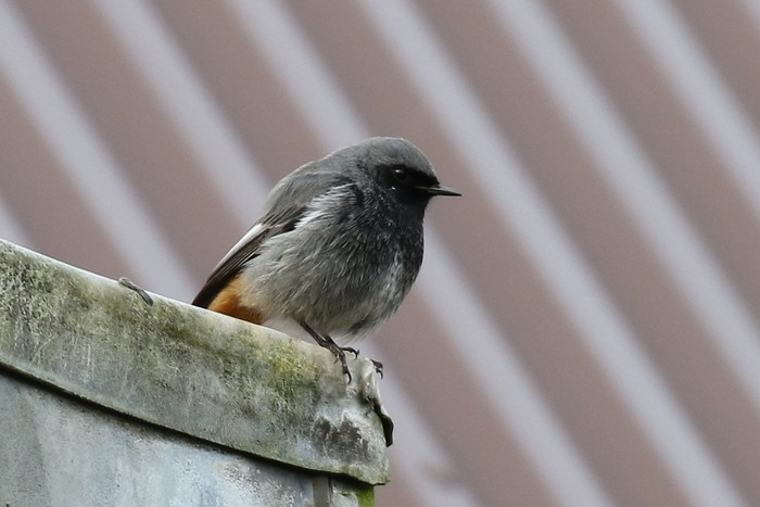 Black Redstart