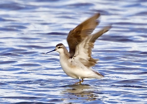 Wilson's Phalarope