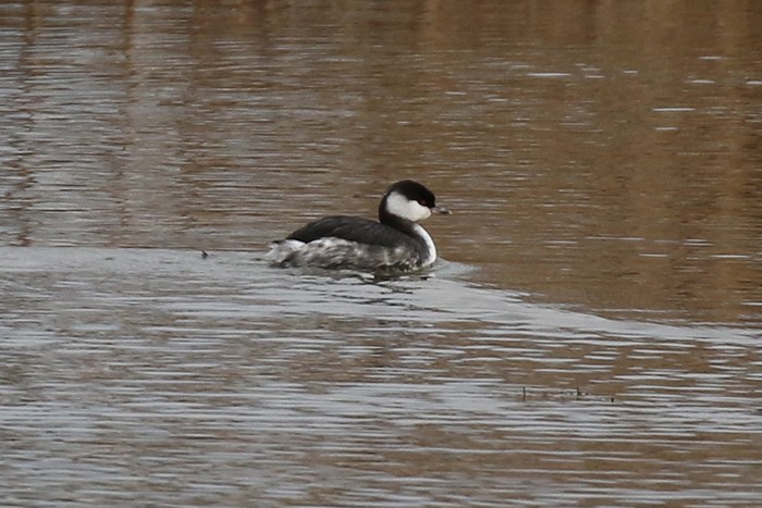 Slavonian Grebe