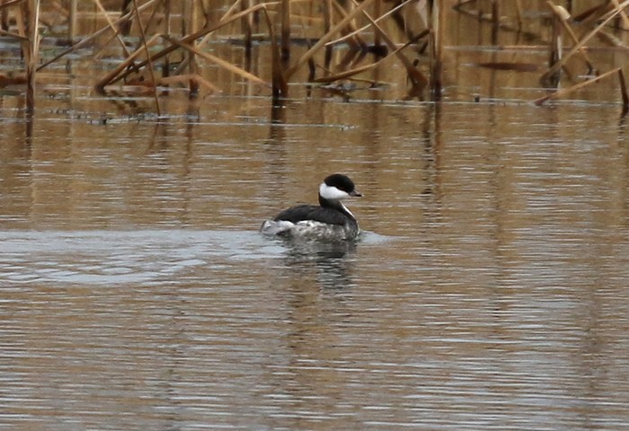 Slavonian Grebe