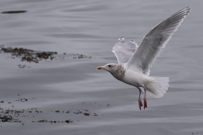 Glaucous-winged Gull