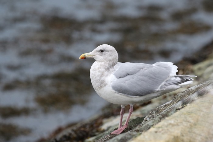 Glaucous-winged Gull